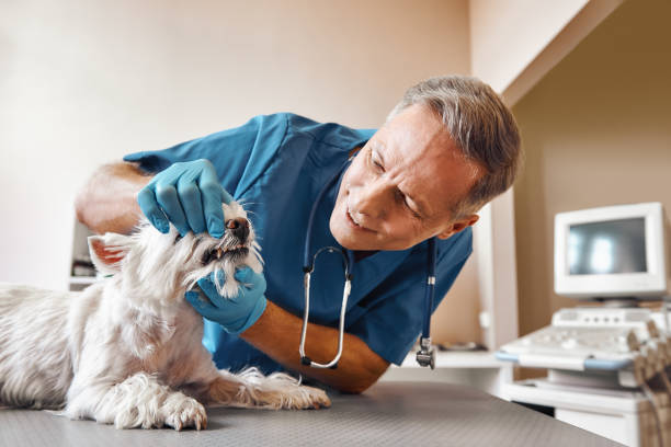 Best Same-Day Emergency Dental Services in Pulaski, TN